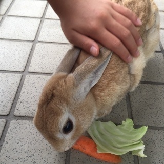 うさぎ里親募集です。 - その他