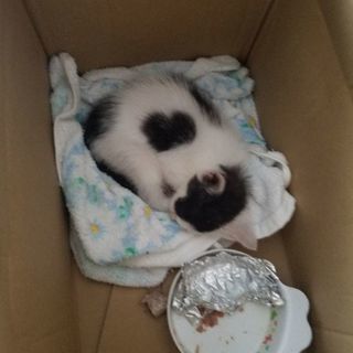 生後1～2ヶ月くらいの子猫(メス)