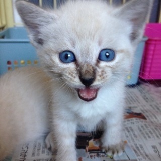 ブルーの瞳がドキュンとしちゃう子猫兄弟 1ヶ月位