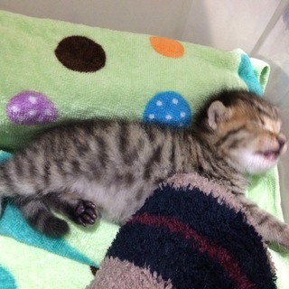 キジトラ模様の生後2～3週間の子猫です。 - 静岡市