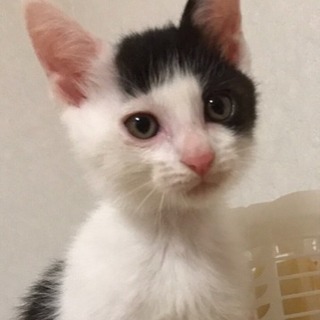 白黒猫 里親様決まりましたの画像