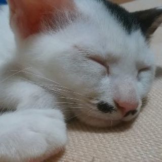 牛さん？、否、我が輩は猫である。 − 新潟県