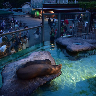 8月20日(8/20)  女性先行中！男性急募！夏季限定！夜の動物園へ！天王寺動物園ナイトウォーキングコン！の画像