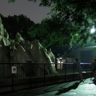 8月26日(8/26)  夏限定！夜の動物園へ！福岡動物園ナイト...