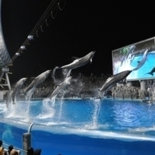 8月26日(8/26)  幻想的なイルカのショーを満喫！名古屋水...