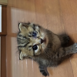 キジトラ模様の生後2～3週間の子猫です。 − 静岡県