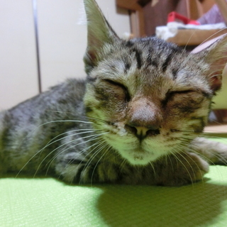 キジ猫3ヶ月ぐらい。庭で保護しました。 − 福岡県