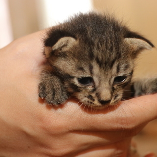 まだ生後2週間で保護した赤ちゃん猫3匹の家族を探しています♡ - 宇部市