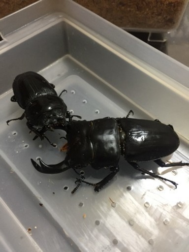 オオクワガタ成虫ペア お見積もり