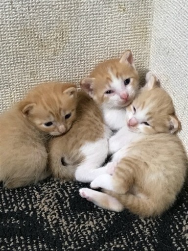 子猫もらってください トロ 名古屋の猫の里親募集 ジモティー
