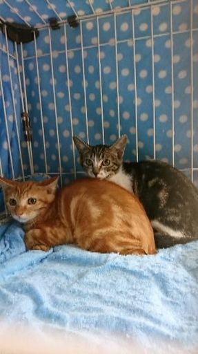 アメショミックスの２匹 茶トラ とキジシロ 仲良し生後３ヶ月 8月27日の譲渡会に出します みたか123 三鷹の猫の里親募集 ジモティー