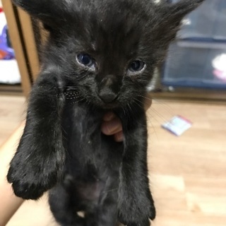 黒猫(子猫)の里親を募集しています。の画像