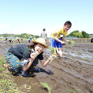 稲刈りしましょう！～大竹農園×熊澤酒造が送る～【すべて茅ヶ崎産！日本酒をお米から作る会】の画像