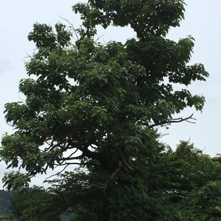 桐の木