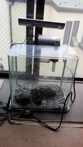 人気大割引 Tetra テトラ ラウンド Rg 30le Ledライト付観賞魚飼育セット グラスアクアリウム その他 人気大割引 Tetra テトラ ラウンド Rg 30le Ledライト付観賞魚飼育セット グラスアクアリウム その他