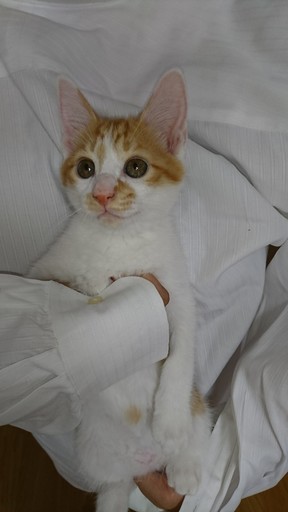 鼻筋の通ったシオ顔イケメン テリくん Npo法人 府中猫の 府中の猫の里親募集 ジモティー 鼻筋の通ったシオ顔イケメン テリくん Npo法人 府中猫の 府中の猫の里親募集 ジモティー