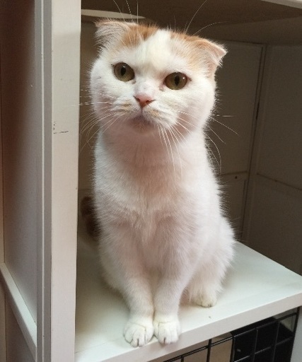 ドラミちゃんと呼ばれてます ルル 名古屋の猫の里親募集 ジモティー
