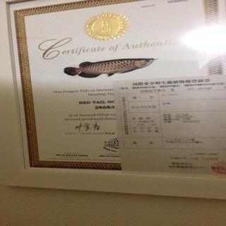 アロワナ  証明書付き