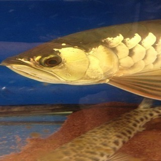 アロワナ  証明書付き