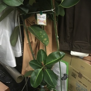 ゴムの木 高さ190