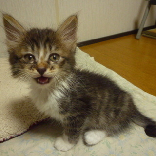 【募集終了】メス猫の子猫一匹　里親募集