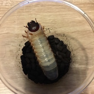 カブトムシの幼虫