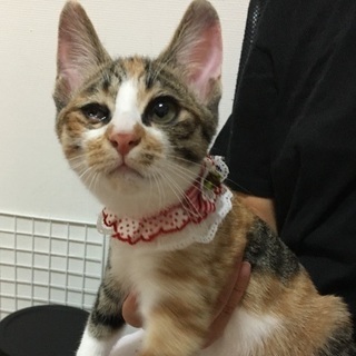生後2ヶ月半  片目の可愛い子猫