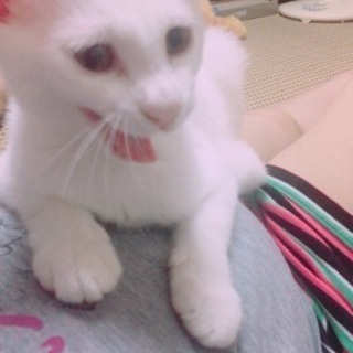 白い子猫♡