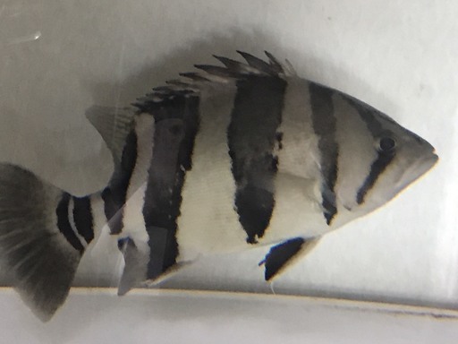 ダトニオ　リアルバンド　２５ｃｍ±