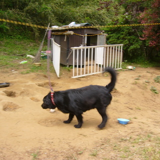 【直接引取のみです】【写真は親犬です。里親募集はその仔犬3匹です】フラットコーテッドレトリーバー（×雑種）の仔犬の画像