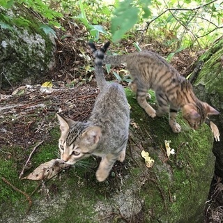 里親募集！子猫三兄弟 − 岩手県