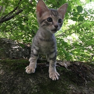 里親募集！子猫三兄弟 - 猫