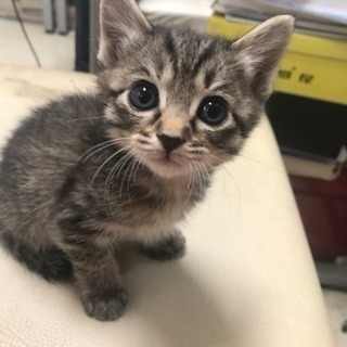 子猫の里親さん募集しております！ - 猫