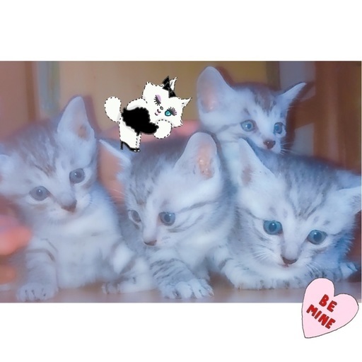 とてもかわいいネコちゃん まにゃ 登別の猫の里親募集 ジモティー