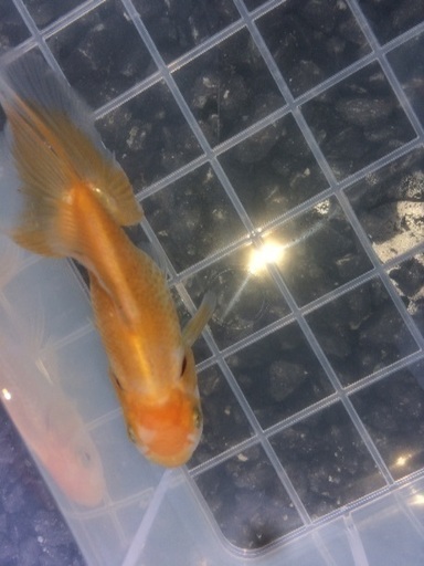 レアな金魚日本オランダ獅子頭売ります2 ゆたか 飯塚のその他の中古あげます 譲ります ジモティーで不用品の処分