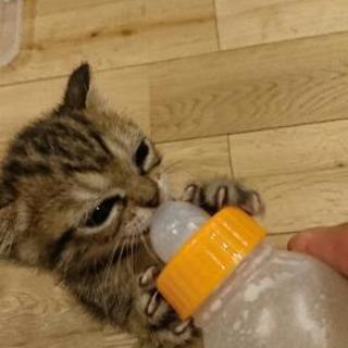 猫の哺乳瓶差し上げます。
