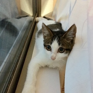 2ヶ月半 メス 美猫の白キジ - 尼崎市