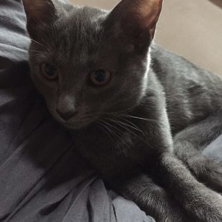 ロシアンブルーっぽい４ヶ月メスの子猫
