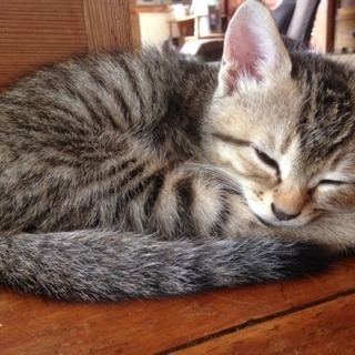 子猫ちゃん − 福島県