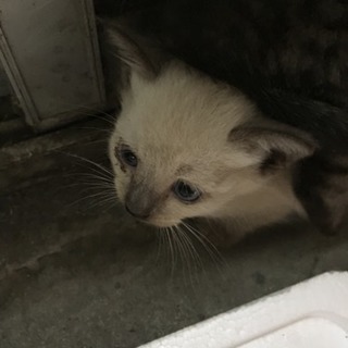 仔猫の里親さん募集です - 里親募集