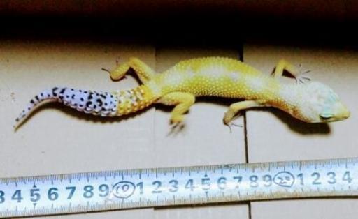 レオパードゲッコウ2
