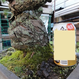 葉が長い五葉松