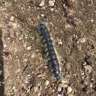 木の害虫駆除致します。【所沢市 さいたま市 新座市 川越市 飯能市】 - 所沢市