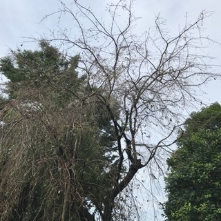 木の害虫駆除致します。【所沢市 さいたま市 新座市 川越市 飯能市】 - その他