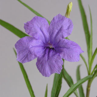 ヤナギバルイラソウ 紫色の大輪の花 宿根草 強健