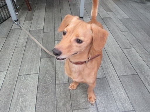 ｍダックス雑種 ケンメリくん 仮名 ３歳位オス ちょび 岡山のその他の里親募集 ジモティー