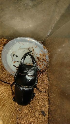 【大型血統・久留米産オオクワガタ】