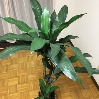 観葉植物(作り物)