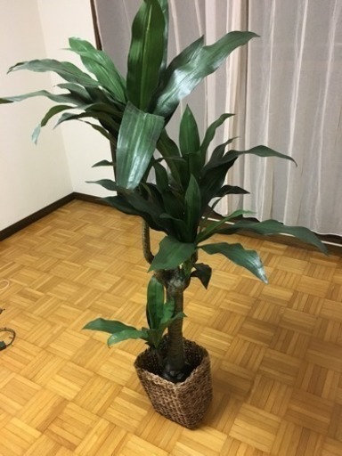 観葉植物 作り物 Pokemon304 若松河田のインテリア雑貨 小物の中古あげます 譲ります ジモティーで不用品の処分 観葉植物 作り物 Pokemon304 若松河田のインテリア雑貨 小物の中古あげます 譲ります ジモティーで不用品の処分