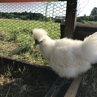 烏骨鶏のメス３羽お譲りします。の画像